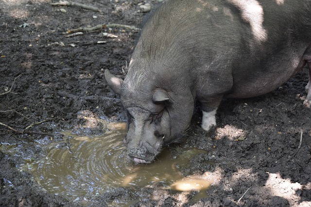 真成為利茲 真成為利茲