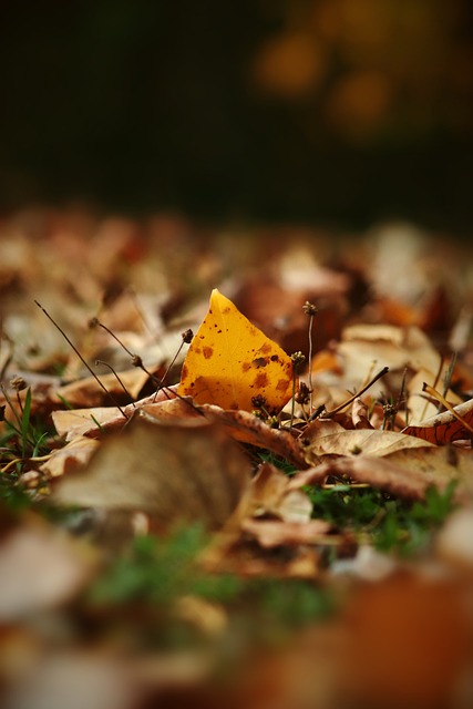 冉冉升起的 冉冉升起的